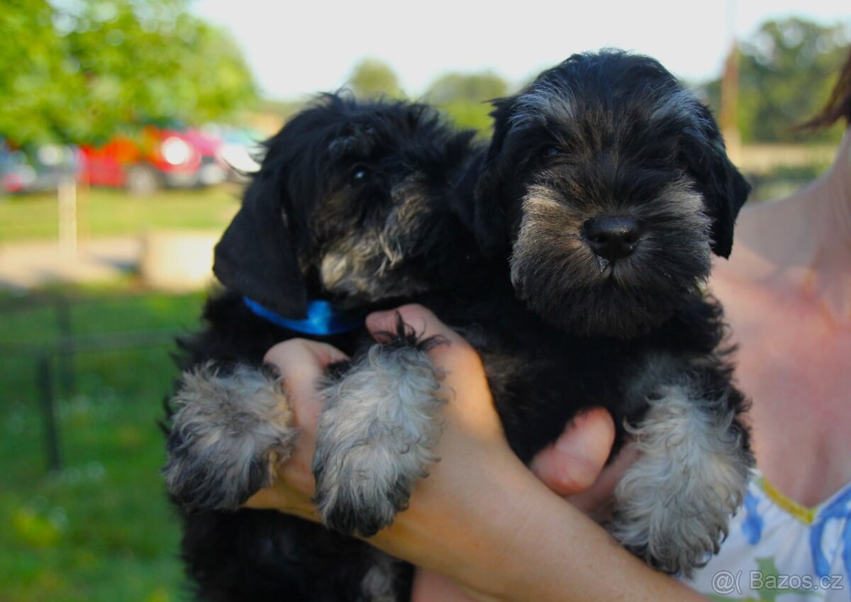 Knírač malý černostříbřitý s PP - 5