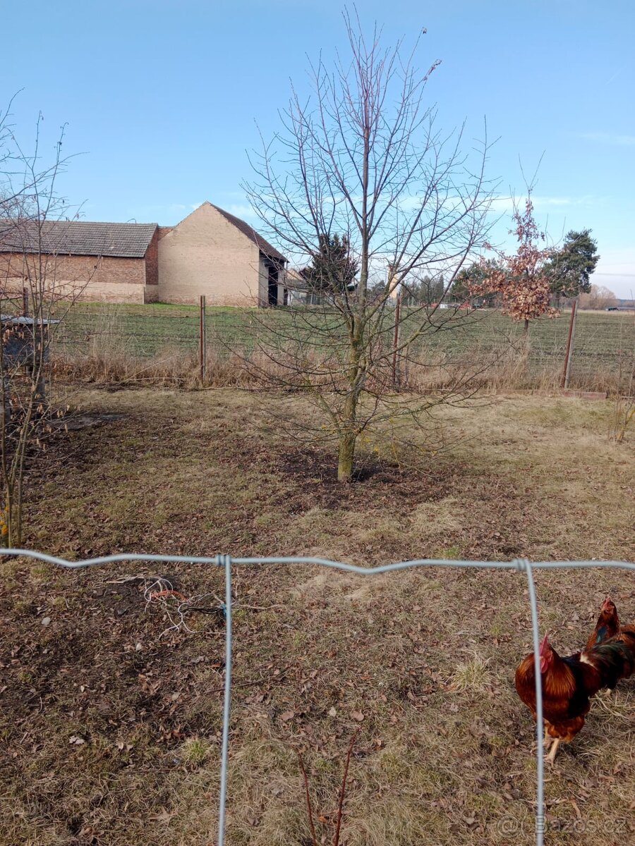 VZROSTLÉ STROMY LÍPA - 5