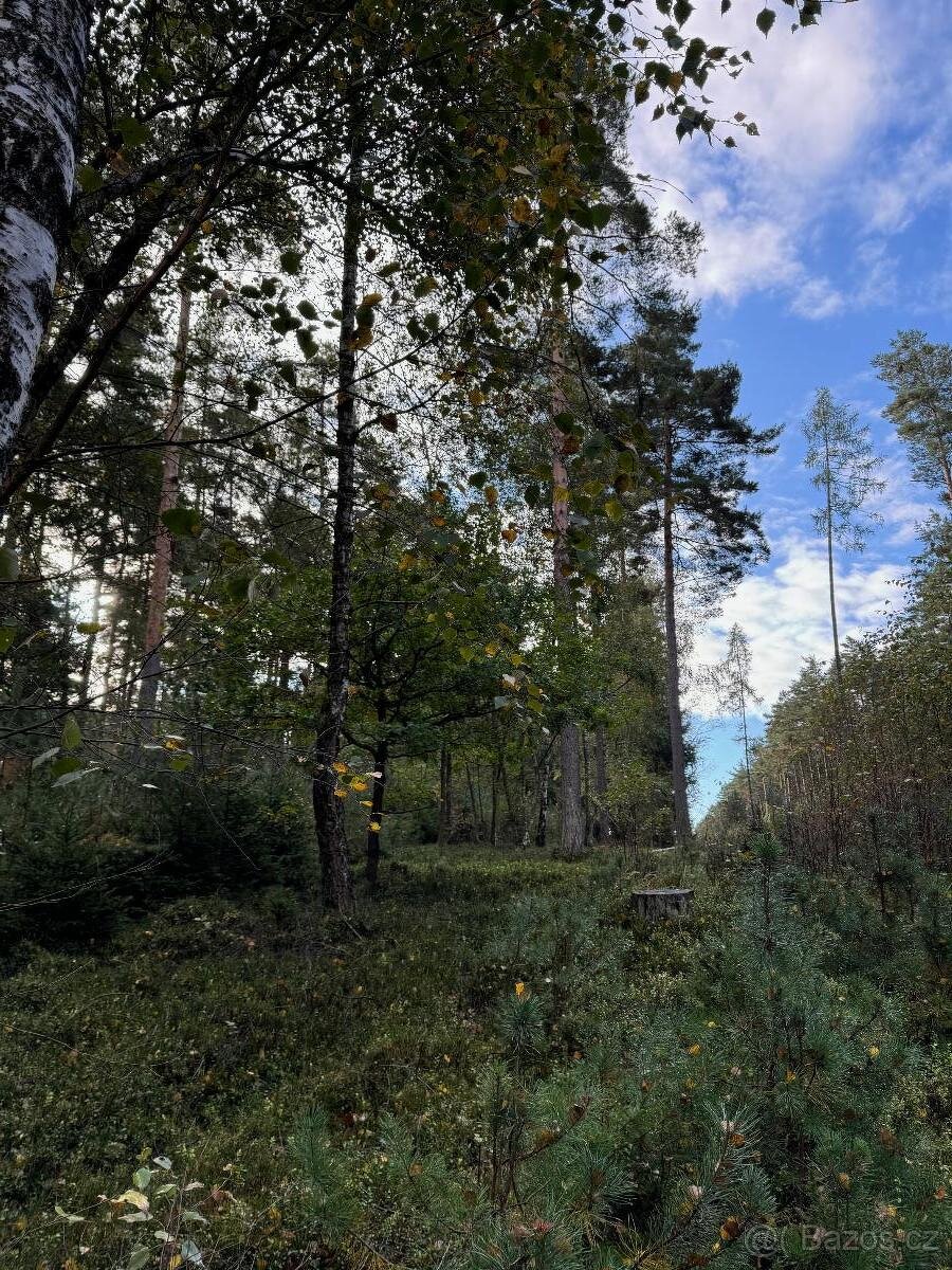 Prodám lesní pozemky v k.ú. Ločenice, p.č. 1452 a 1453 - 5