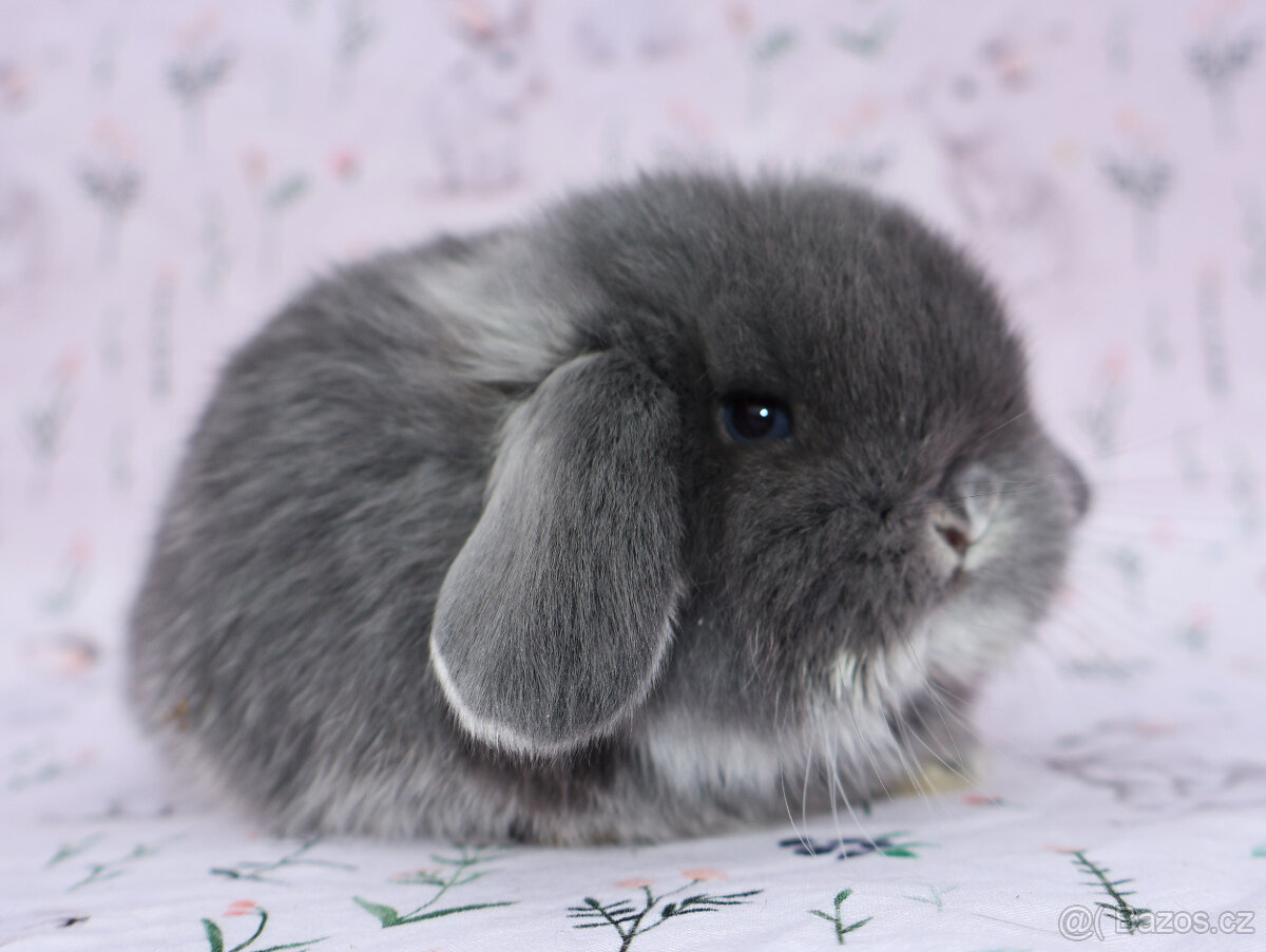 NHD beránek samička - 5