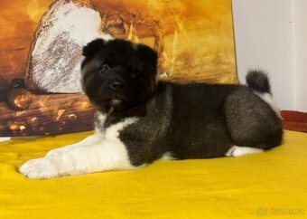 Americká akita s PP - 5