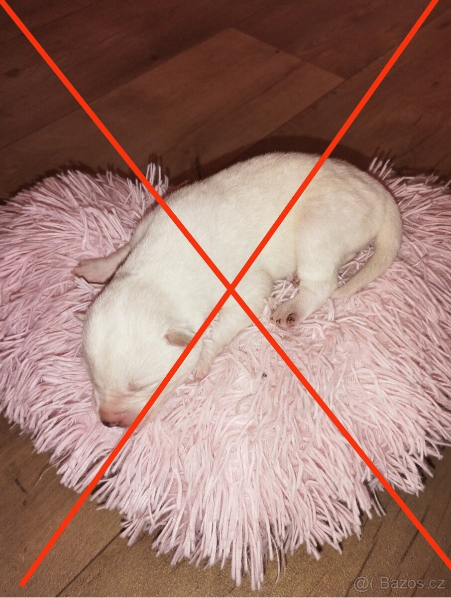 Sibiřský husky - 5