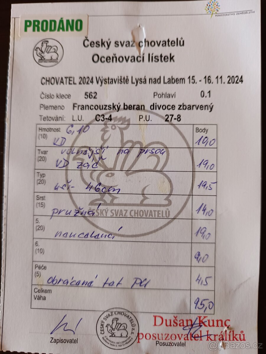 Prodám Francouzský beran divoký - 5