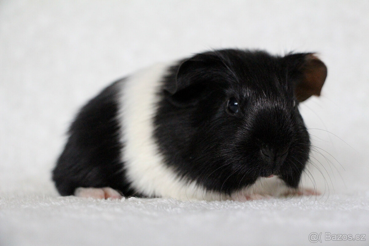Morče, morčátko, morčata s PP - krátkosrstá - 5