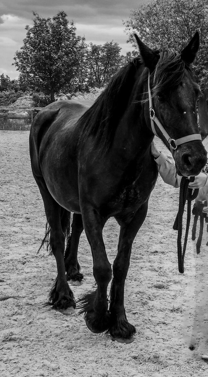 Fell Pony - kategorie B - 5