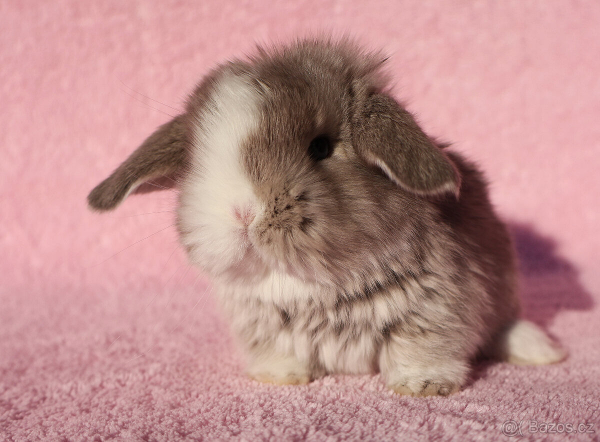 Zakrslí beránci NHD modrá očka . - 5