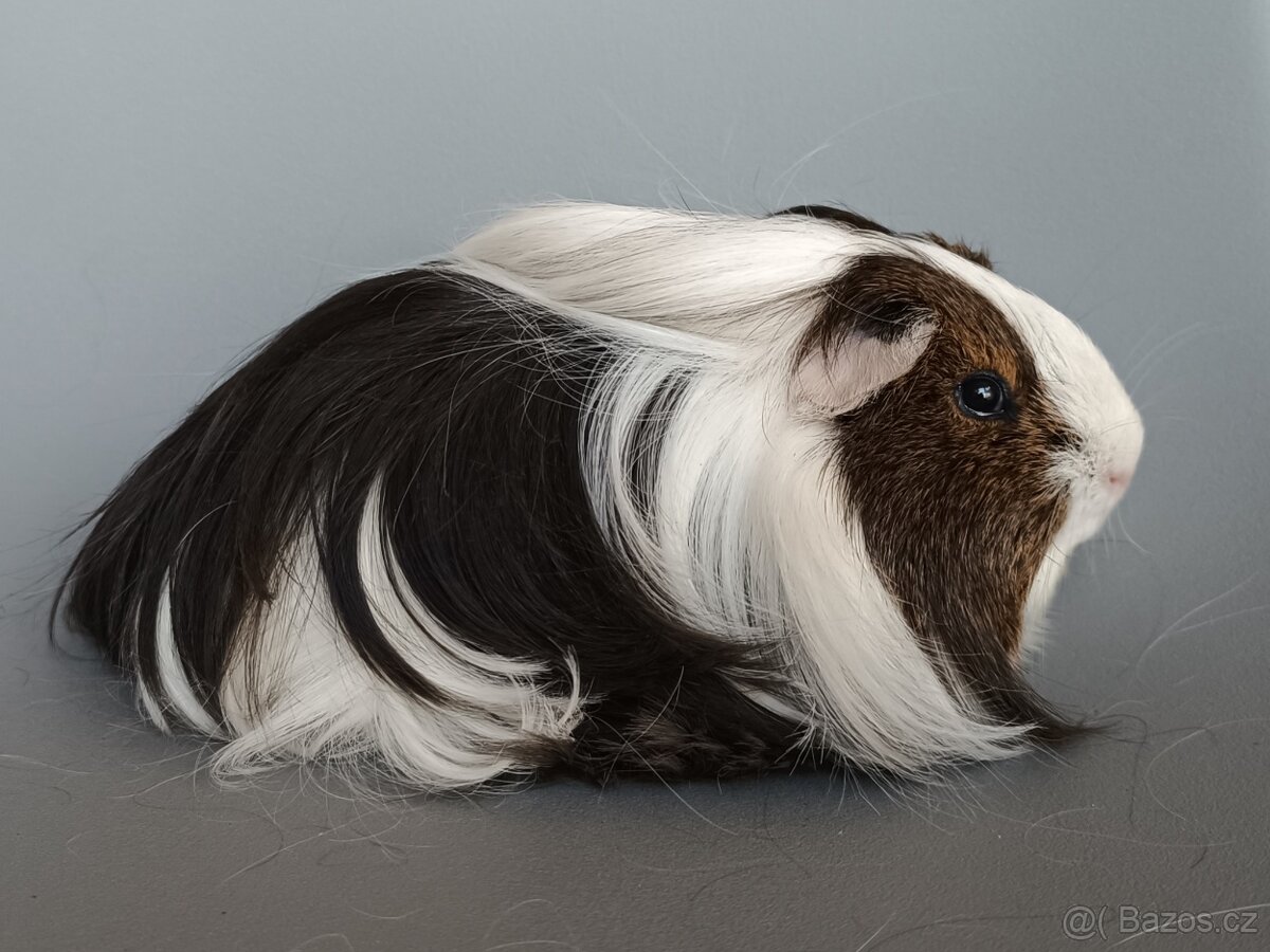 Dlouhosrsté morče - šeltie - 5