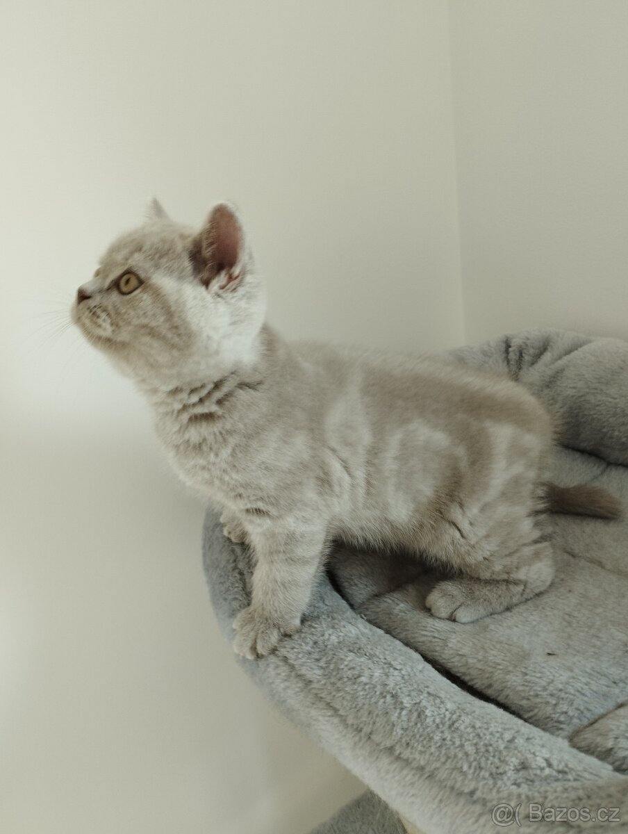 Britská koťata - 5