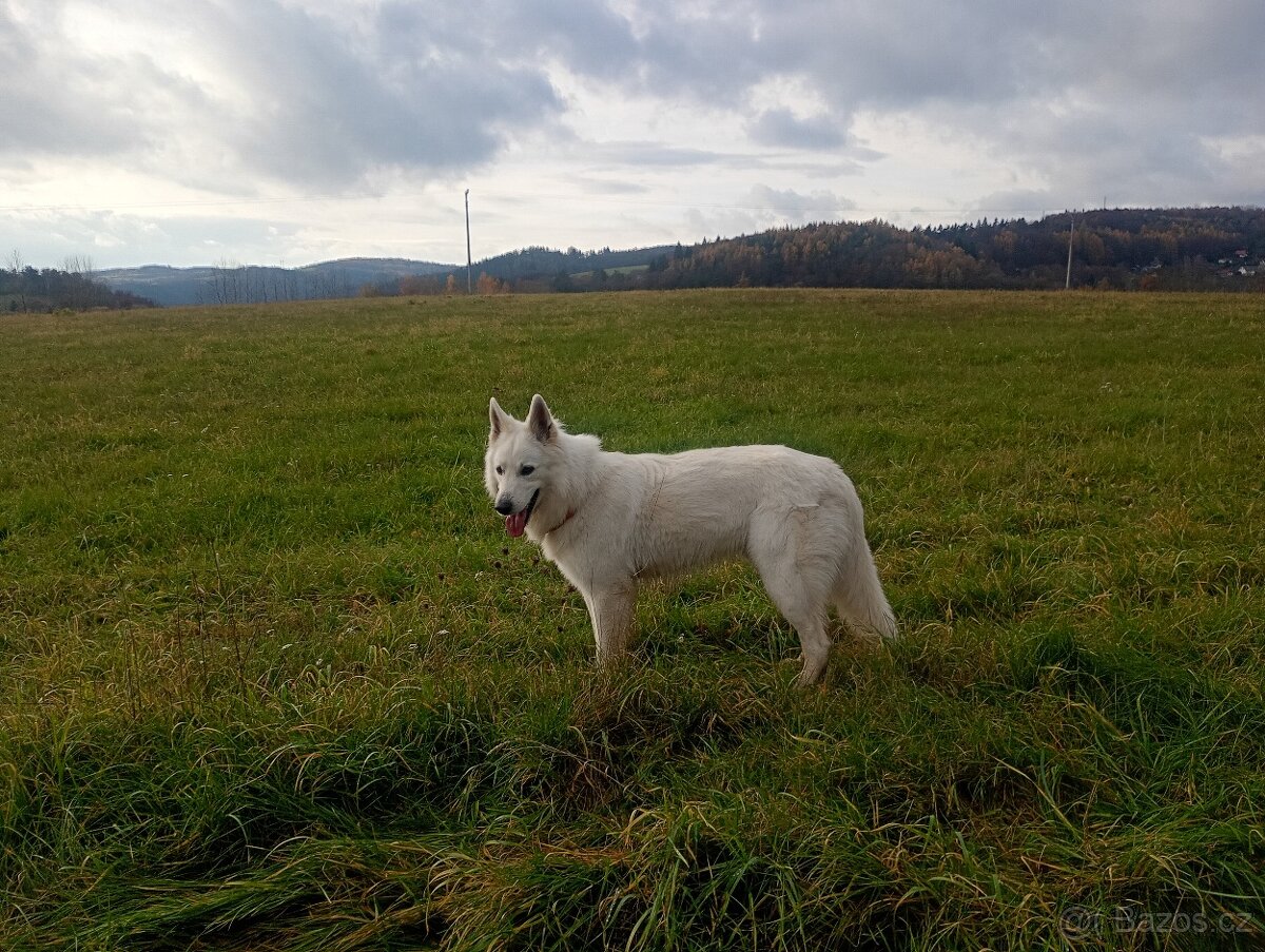 Švýcarský ovčák ke krytí samec - 5