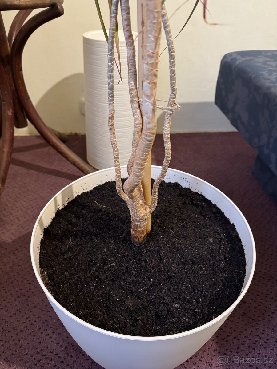 Květina Dracaena Marginata - Dračinec (Dracena) - 5