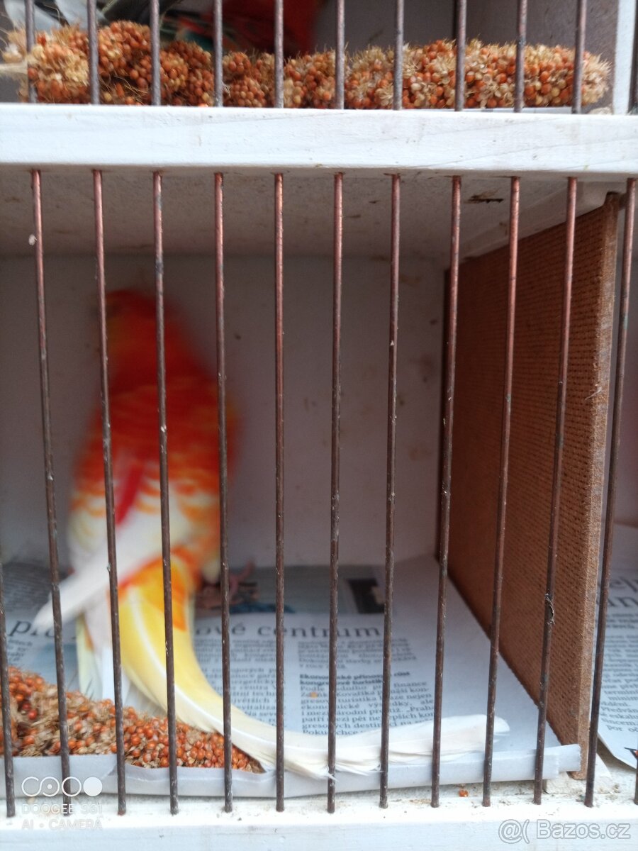 Papoušek zpěvavý - 5