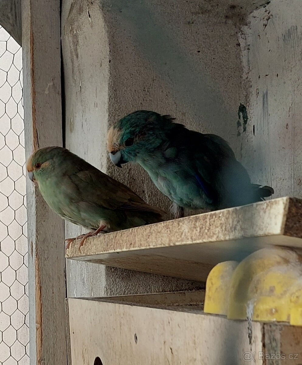 Prodam Kakariky modre - 5