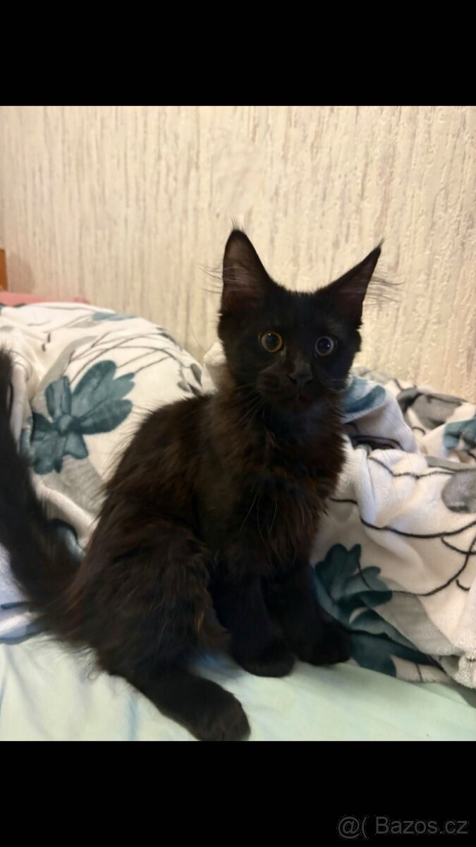 Minská mývalí koťata bez PP - 5