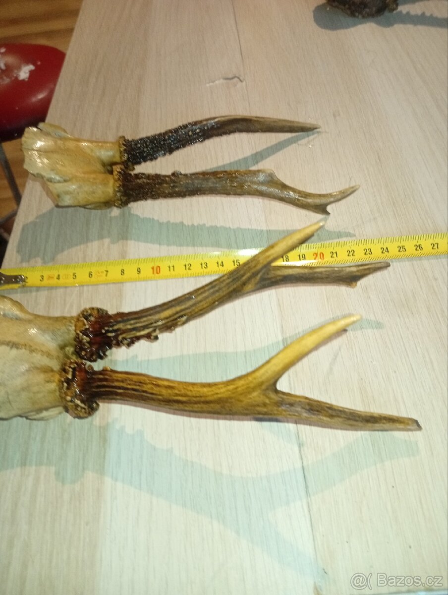 Sada srnčích trofejí (4 ks) - 5