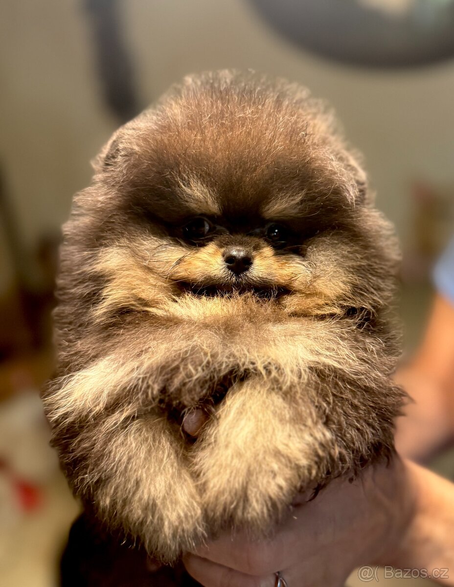 POMERANIAN S PP FCI - ch.s. z Malebného povltaví - 5