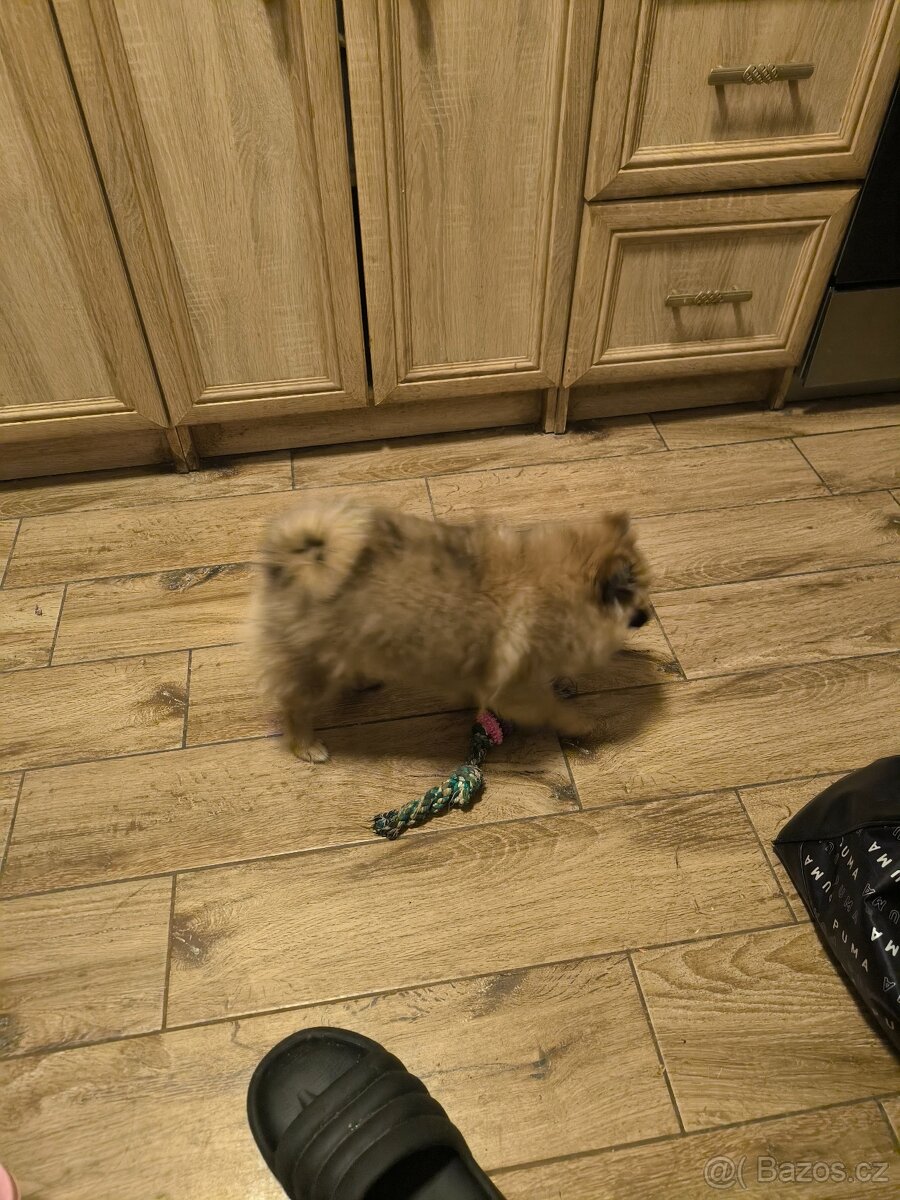 Prodám pomeriana německý špic - 5