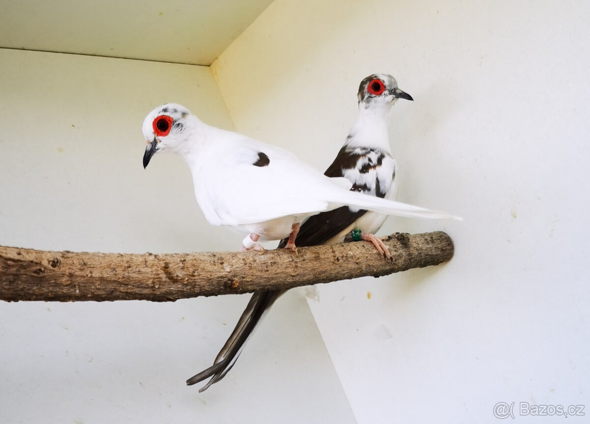 Holoubek diamantový straky 2025 - 5