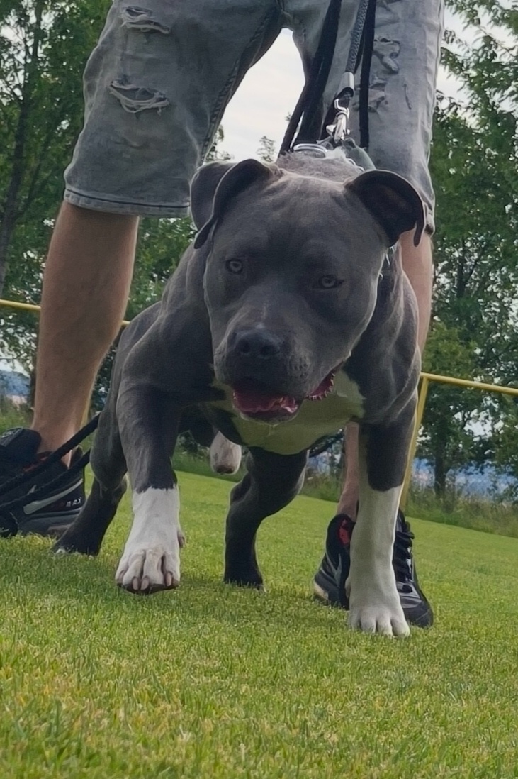 American bully - 5