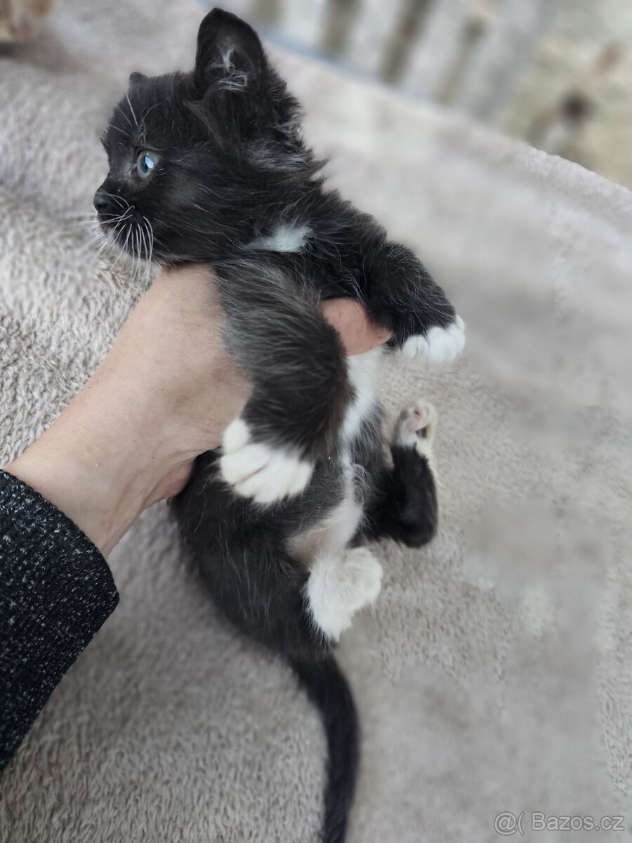 Koťátka alá Munchkin „kočičí jezevčík“ a „černé pumičky" - 5