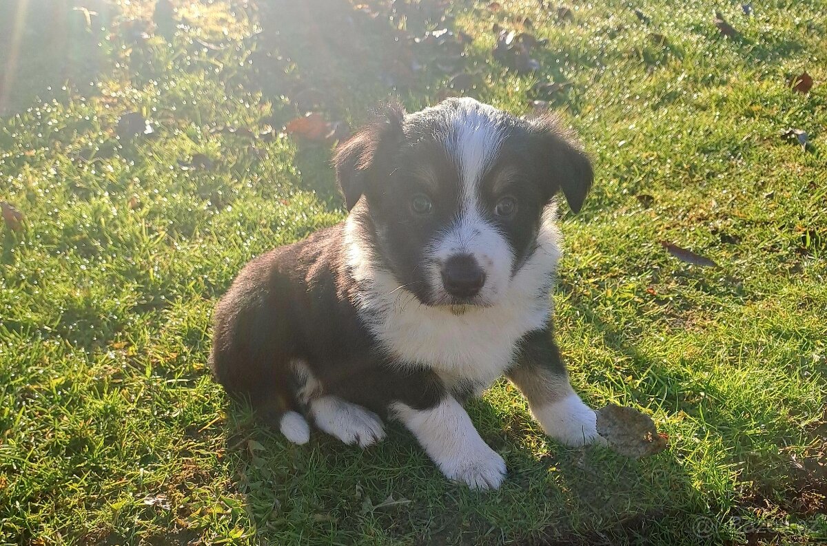 Border kolie štěnatka - 5