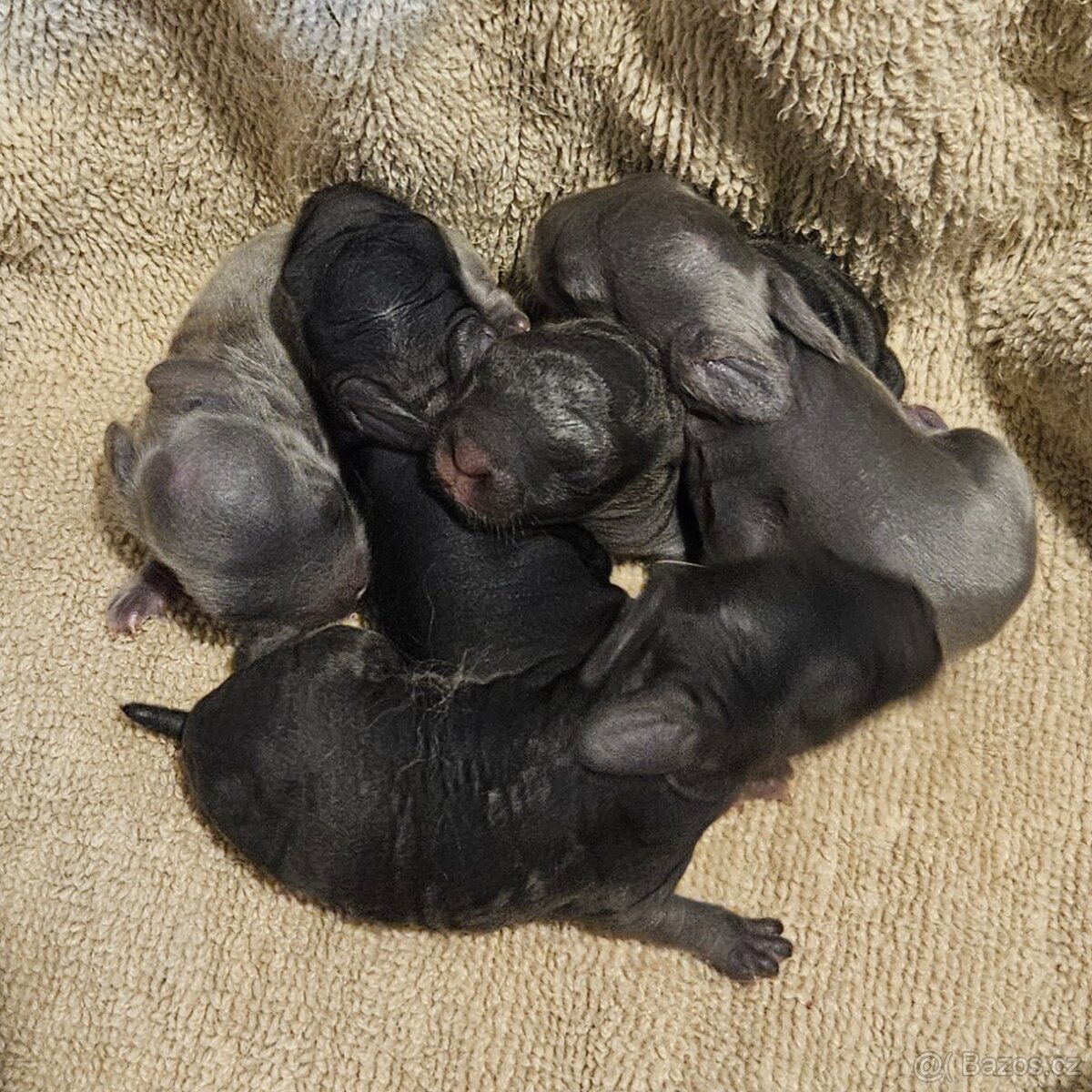 Zakrslý králíček/beránek minilop - 5