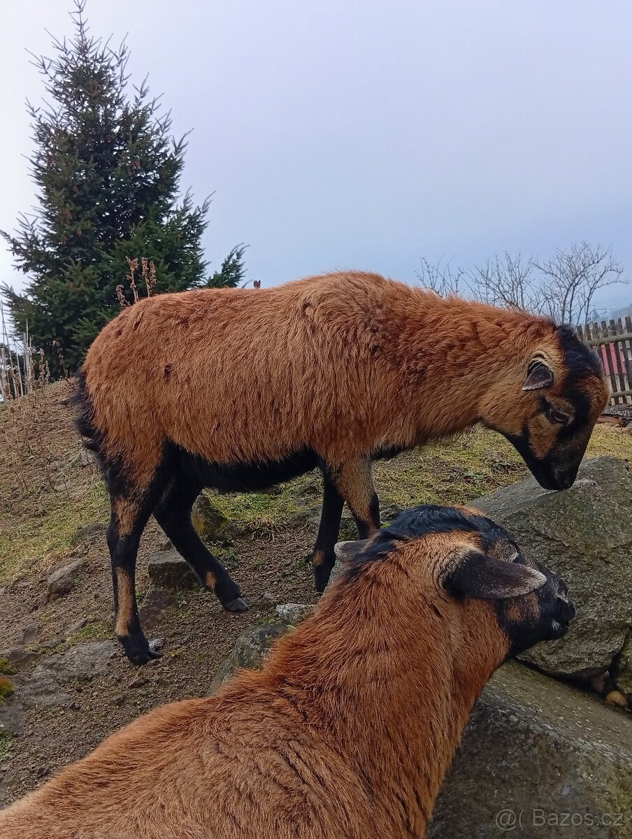 Kamerunská ovce - 5