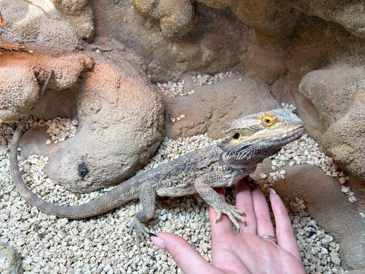 Agama vousatá SAMEČEK - 5