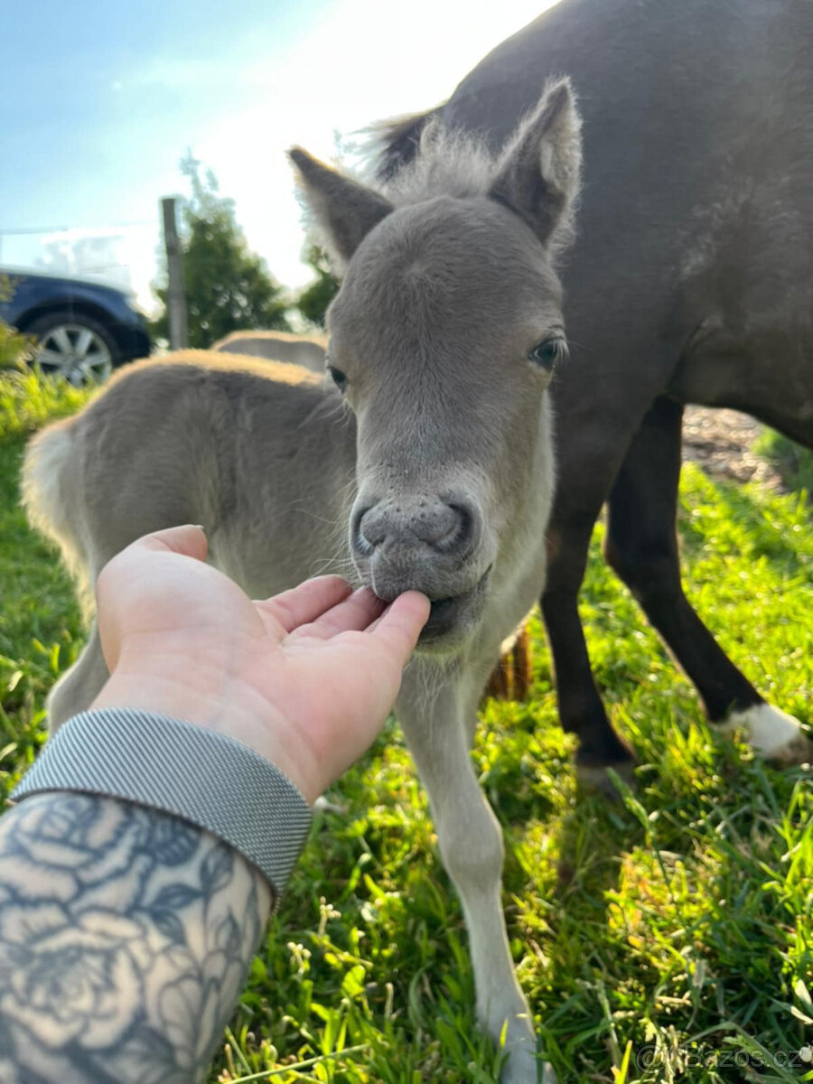 Americký miniaturní kůň , AMHA -minihorse - 5