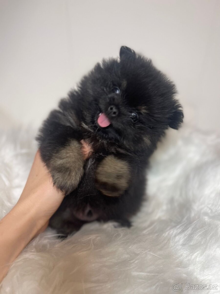Pomeranian s PP FCI - nádherná štěňátka - 5