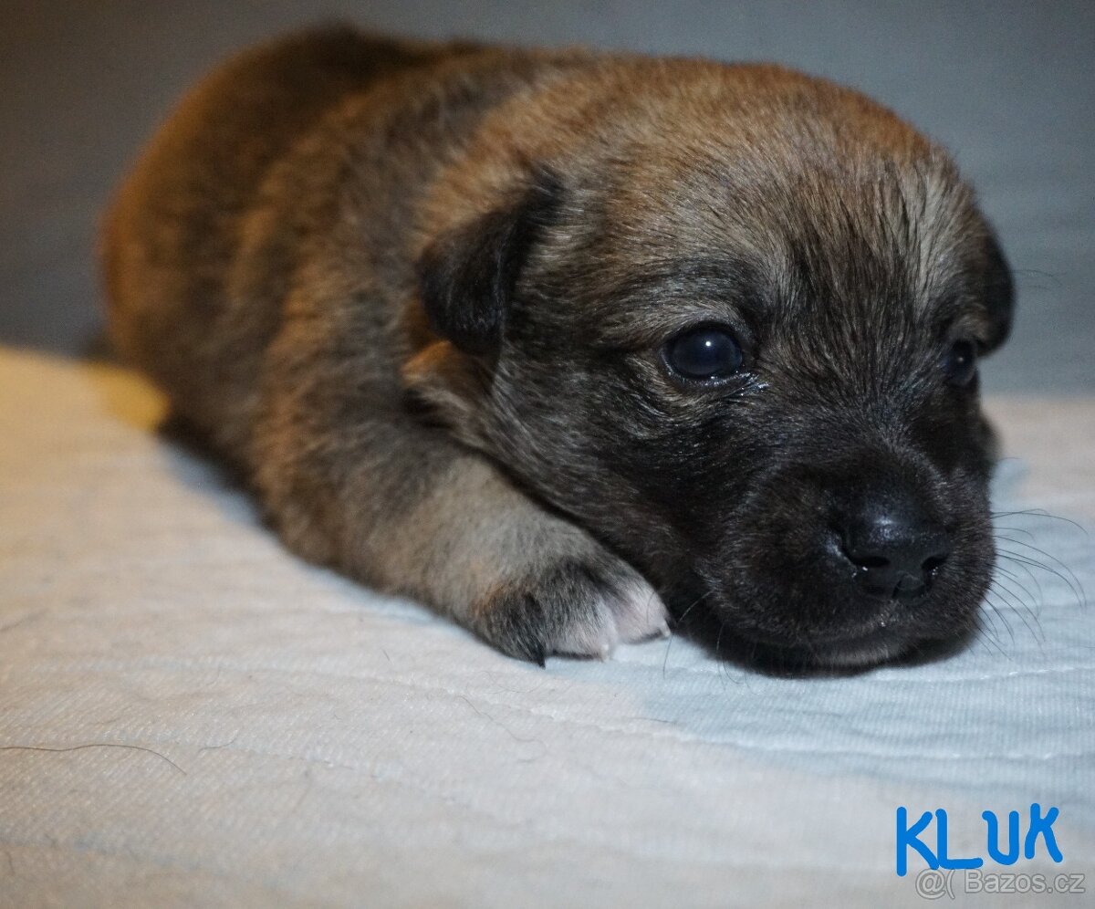 Malé plemeno štěňata MEDI s PP - 5