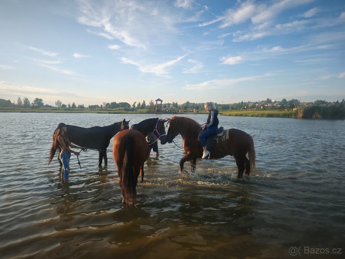 Chladnokrevný kůň - 5