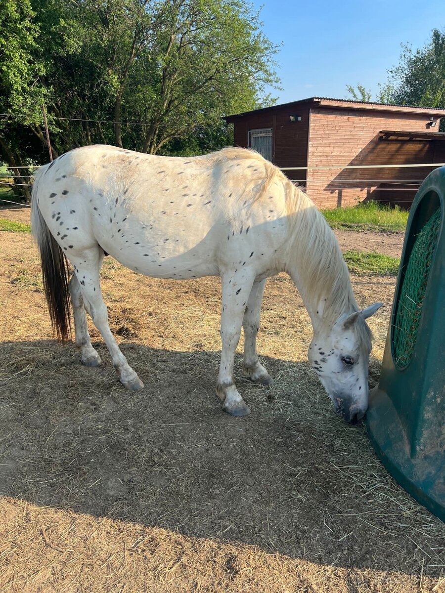 Valach appaloosa x pony - 5