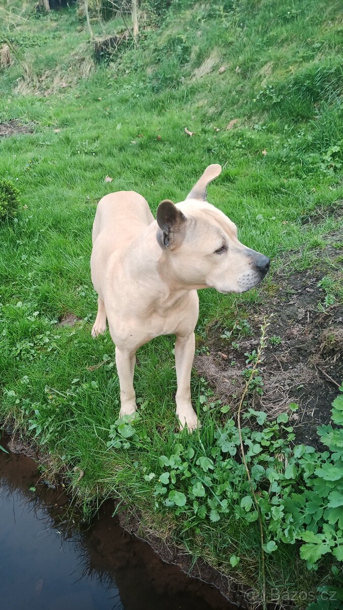 Nabízím Pitbulla s PP APBT na krytí. - 5