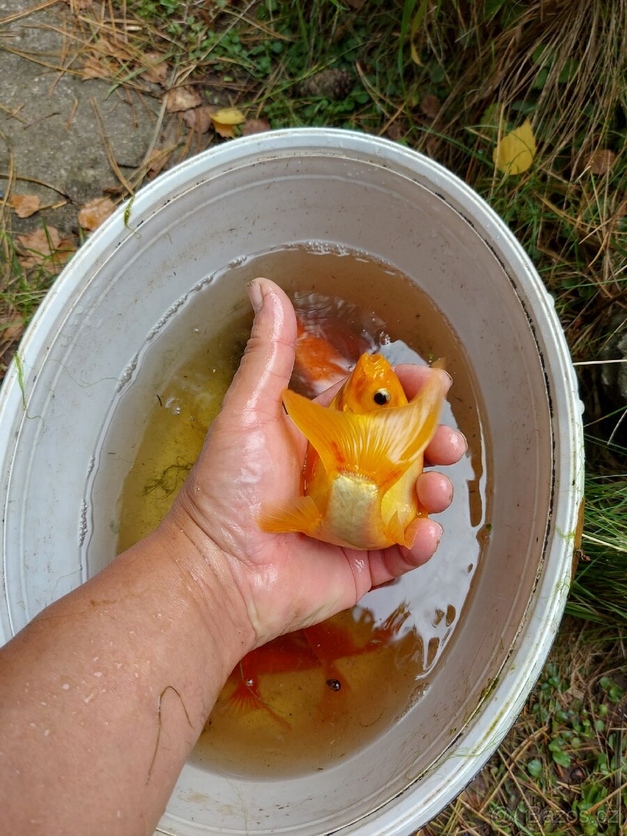 Prodám různé karásky - 5