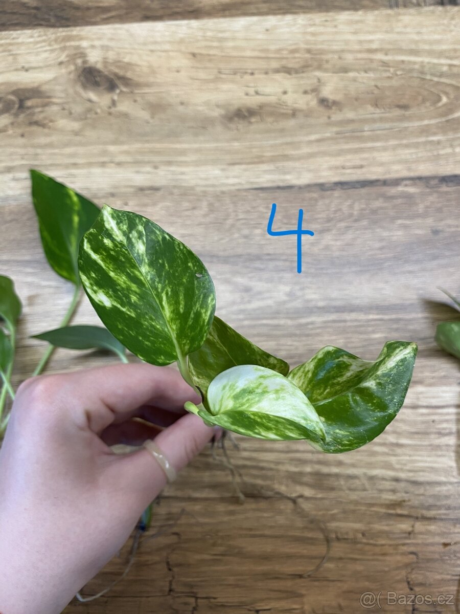 Epipremnum aureum. - zakořeněné řízky - 5