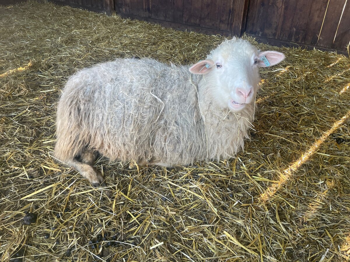 Prodej stáda ovcí – Šumavská ovce s PP - 5