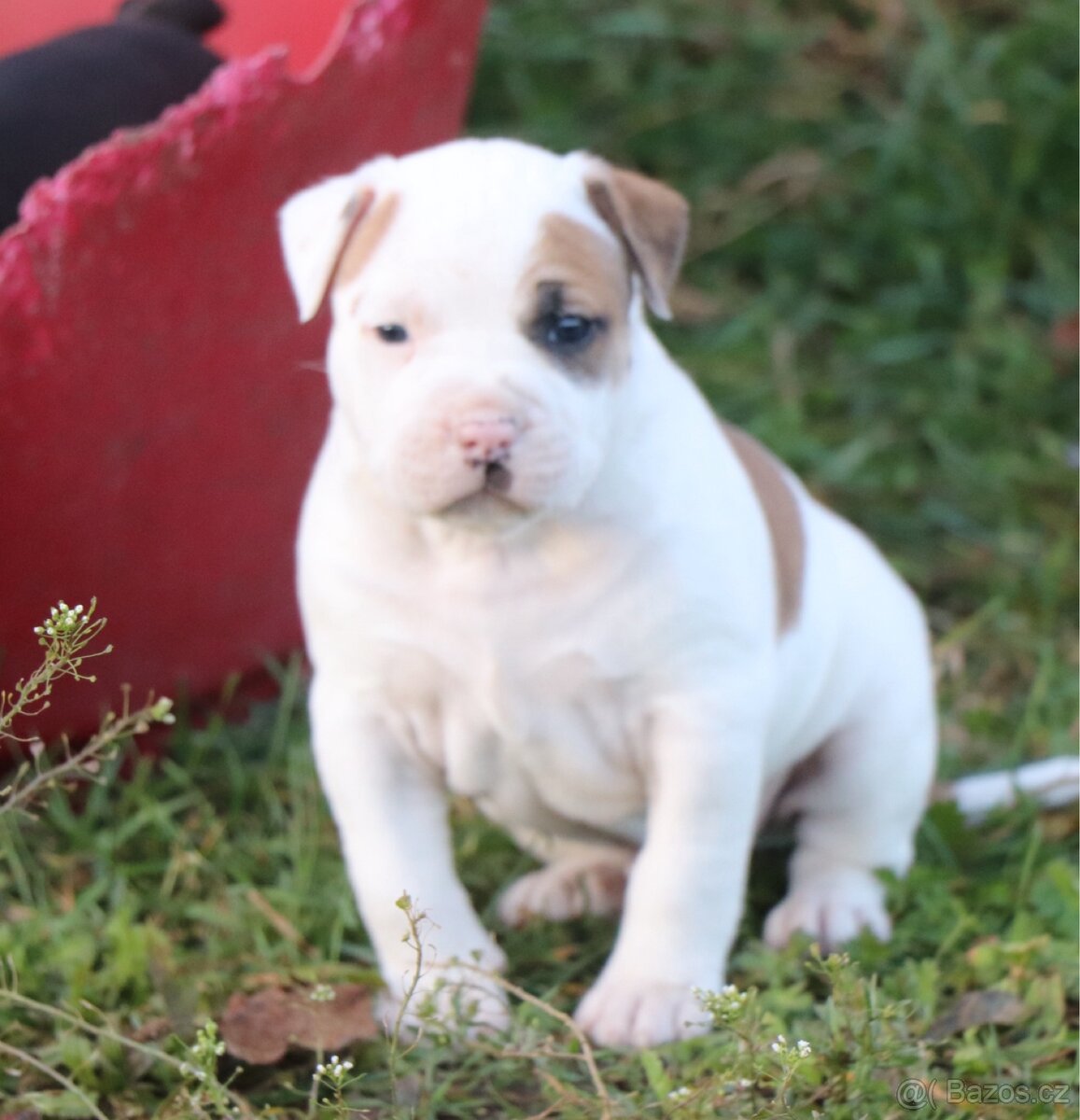 Americký stafordšírský teriér s PP pejsek 1 - 5