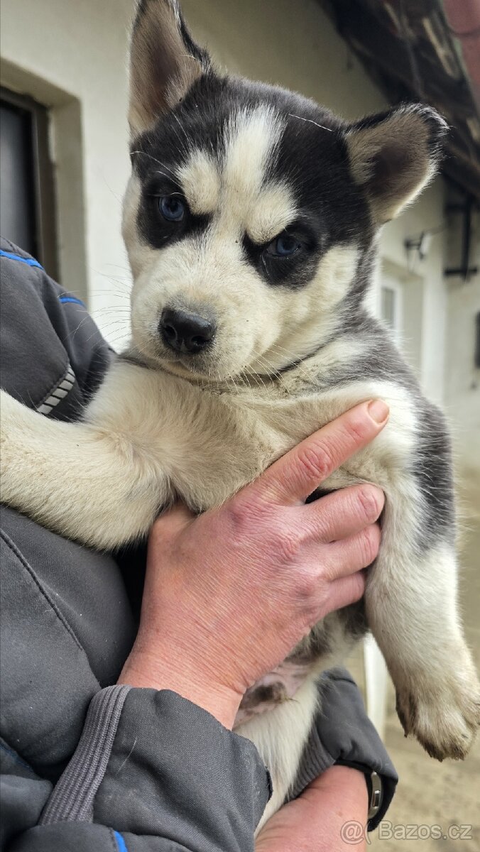 Štěňata Sibiřský husky - 5