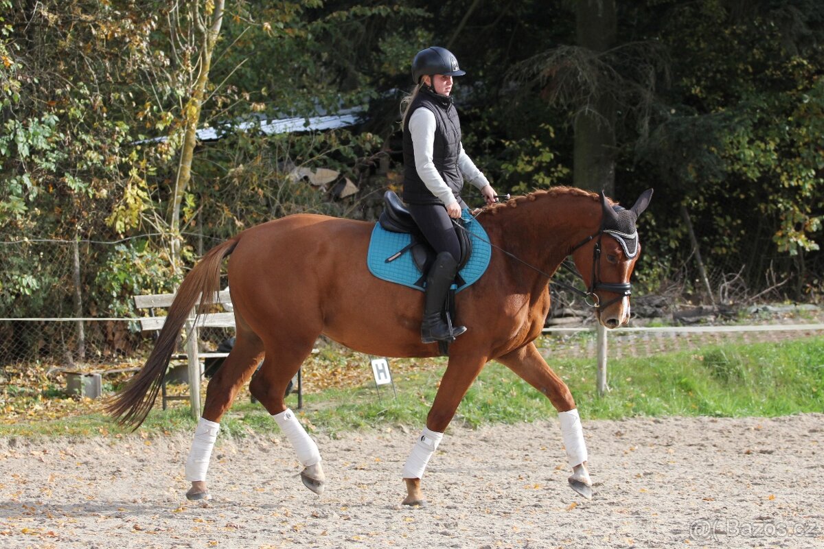 Tříletý perspektivní valach - 5