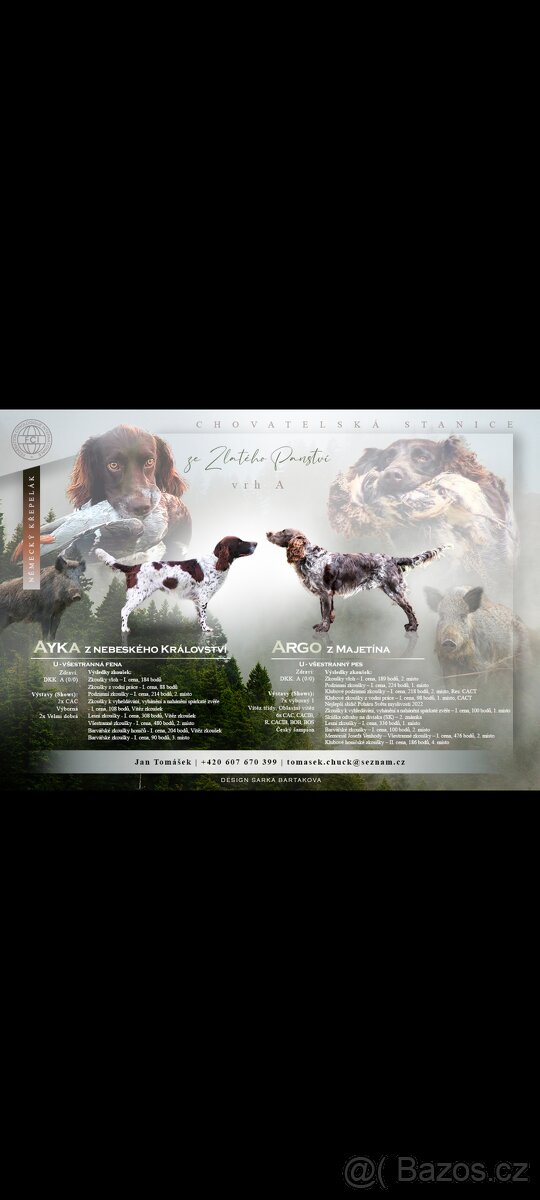 Německý křepelák - 5