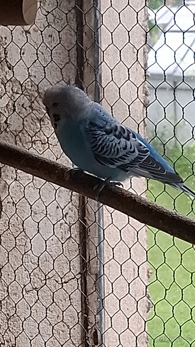 ANDULKY K ODBĚRU - 5