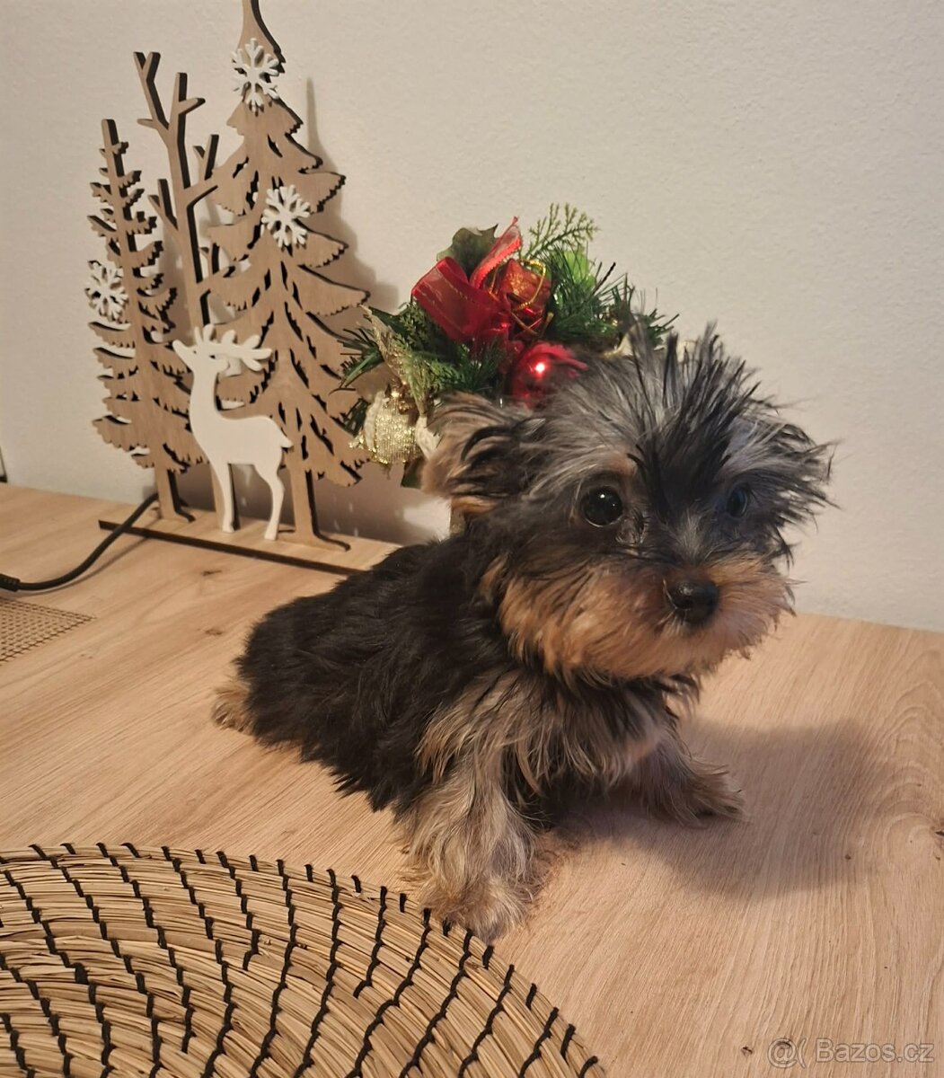 Jorkšírský teriér bez pp - 5