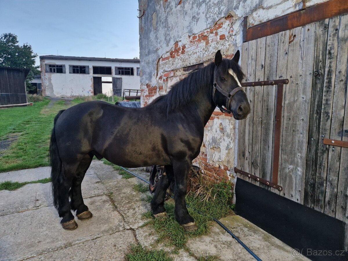 Chladnokrevny valach - 5