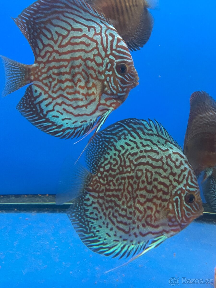 Terčovec- diskus - 5