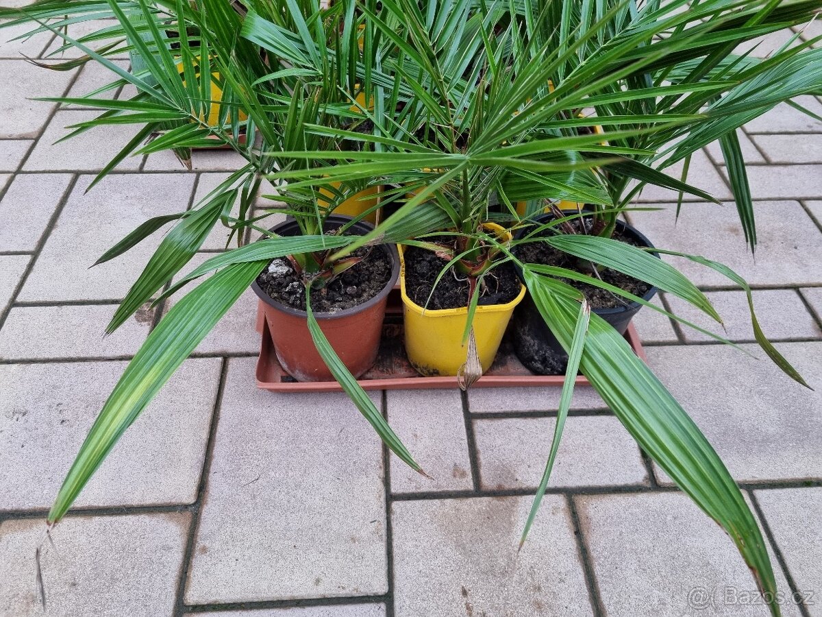 Prodám palmičky a opuncie - 5