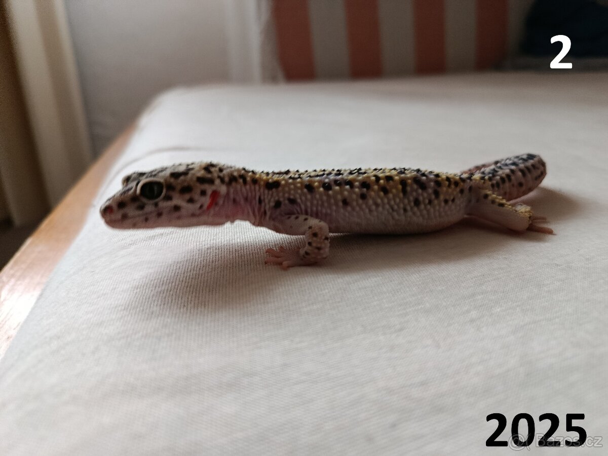 Samečci roku 2024 a 2025 - 5