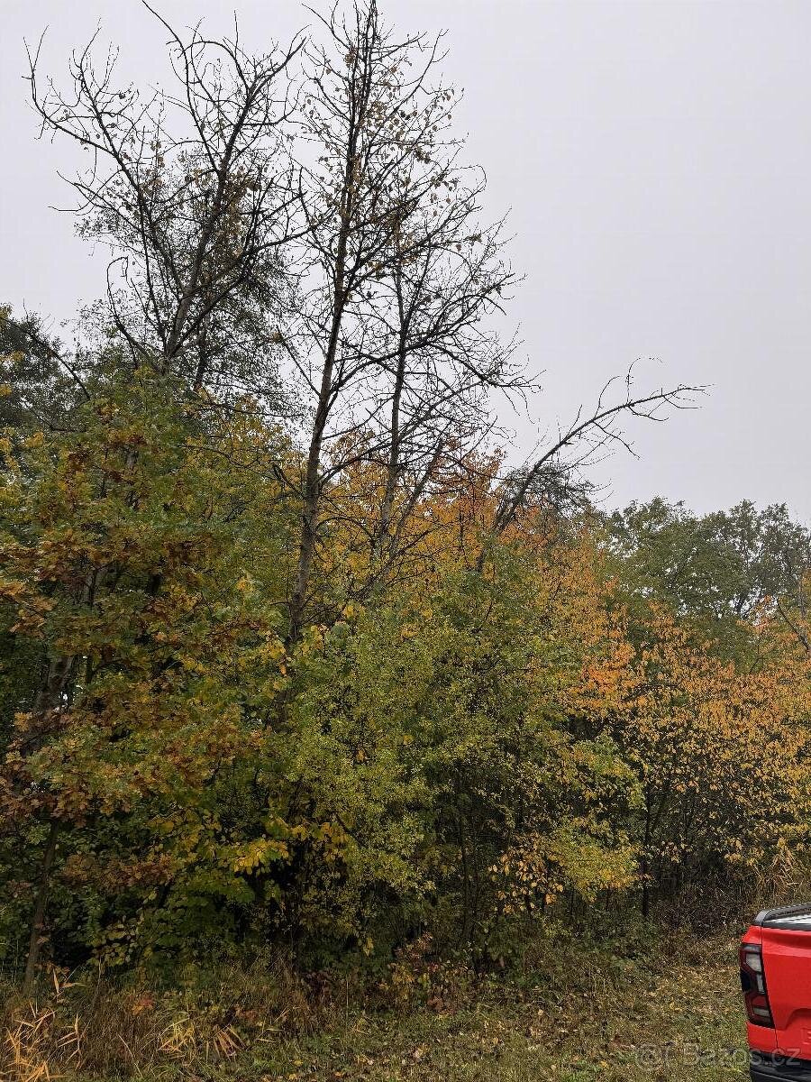 Prodám lesní pozemek v k.ú. Blíževedly - 5
