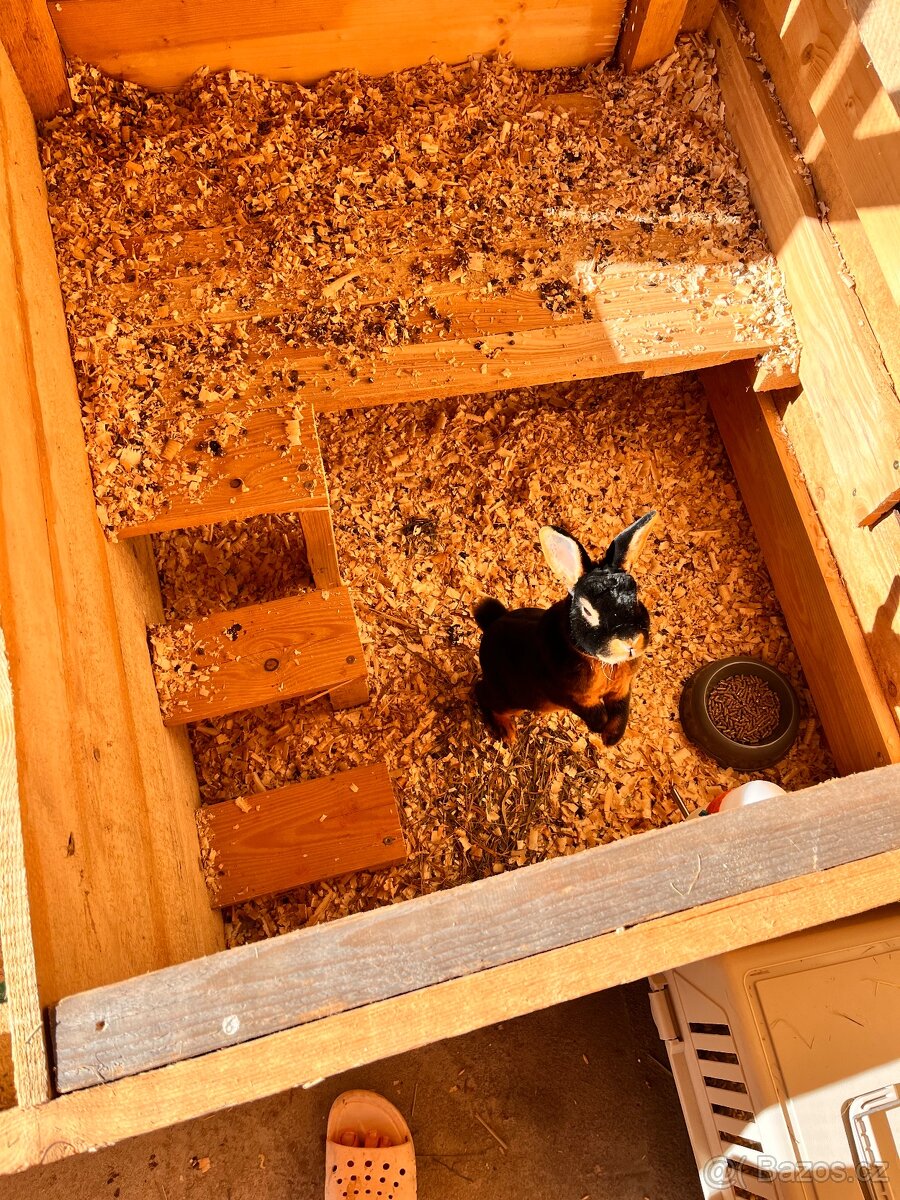 Králík zakrslý, tříslový - 5