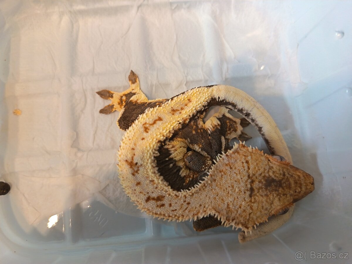 Pagekon řásnatý top ceny - 5