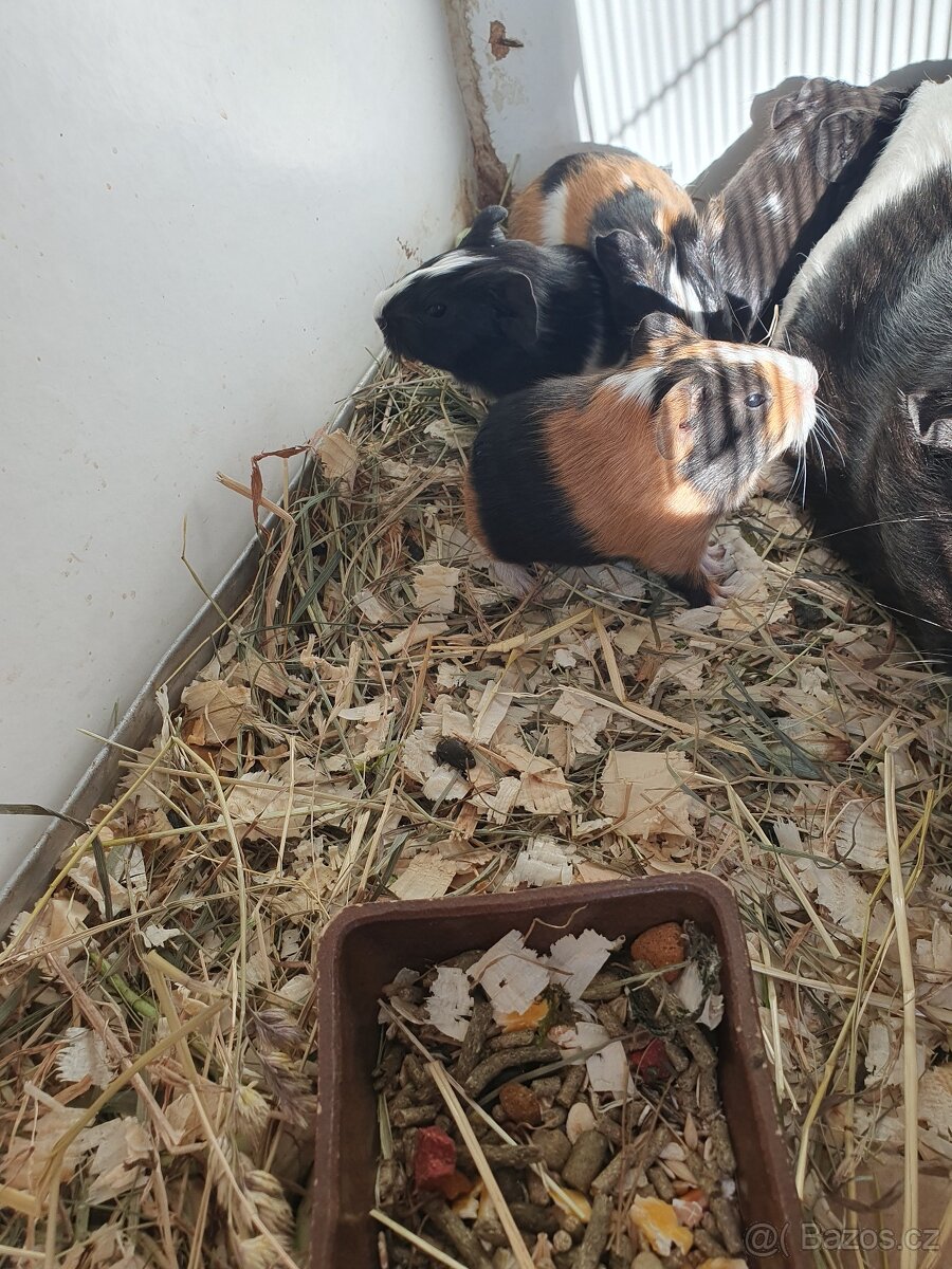 Morčátka morče Králíček - 5